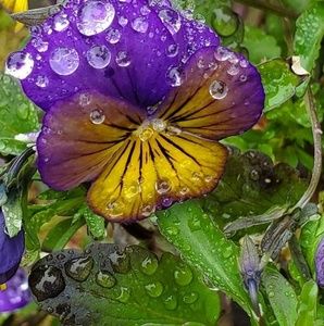 Meet your Posher, Barbara